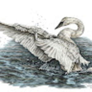 Meet your Posher, Elsie